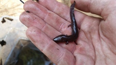 Necturus mounti