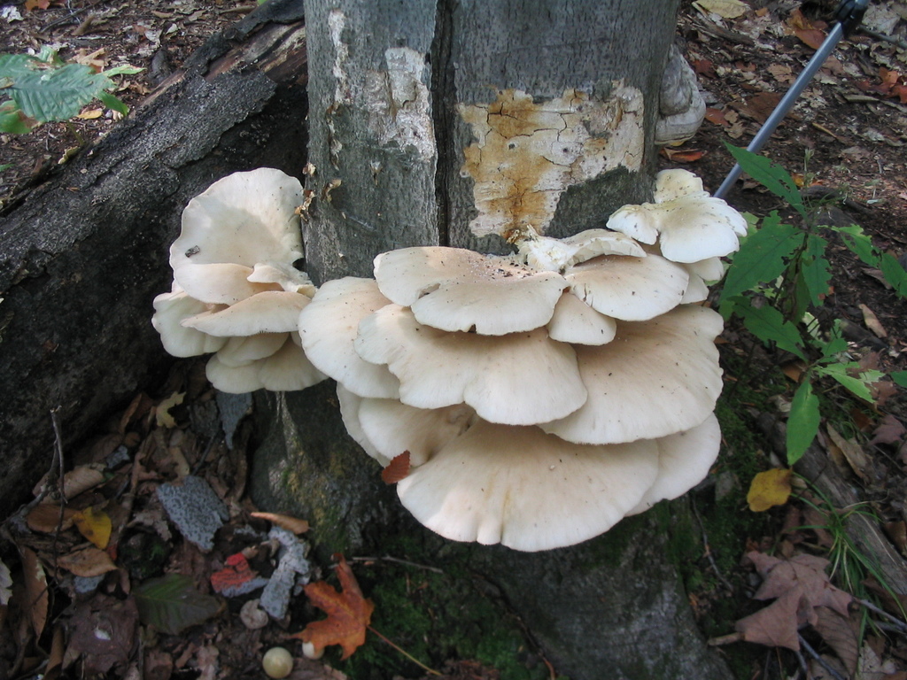 Mushroomate - Have you seen a white fuzz on oyster