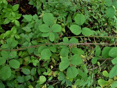 Rubus robiae