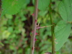 Rubus robiae
