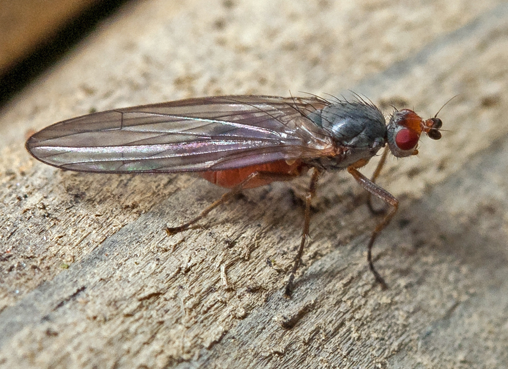 Orbellia nivicola