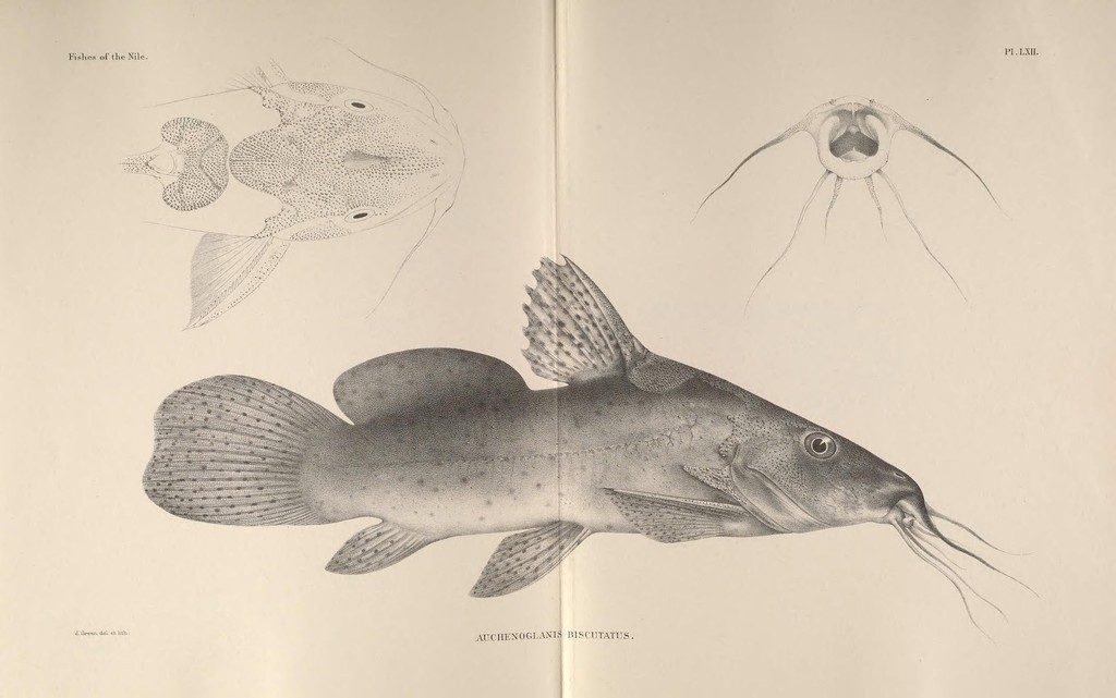 Black Spotted Catfish