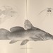 Auchenoglanis biscutatus - Photo 
Boulenger, George Albert; Loat, L., no known copyright restrictions (public domain)
