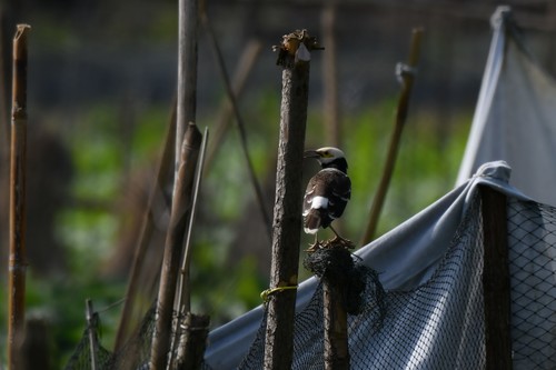 Black-collared Starling