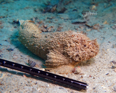 Paraploactis intonsa