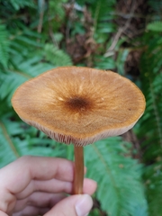 Pluteus leoninus