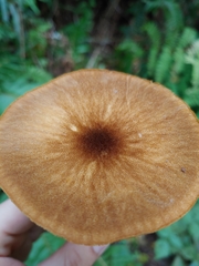 Pluteus leoninus