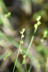 Carex loliacea