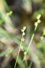 Carex loliacea