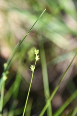 Carex loliacea