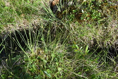 Carex loliacea