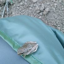 Hyperolius glandicolor