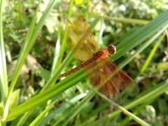 Neurothemis fluctuans