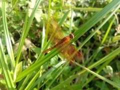 Neurothemis fluctuans