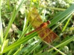 Neurothemis fluctuans