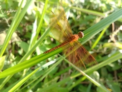 Neurothemis fluctuans