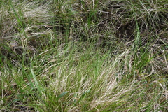 Carex loliacea