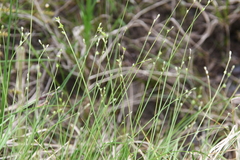 Carex loliacea