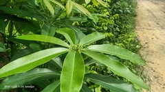 Alstonia angustifolia