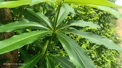 Alstonia angustifolia