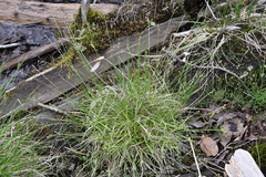 Carex loliacea