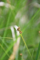 Carex loliacea