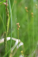 Carex loliacea