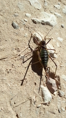Bradyporinae
