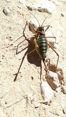 Bradyporinae