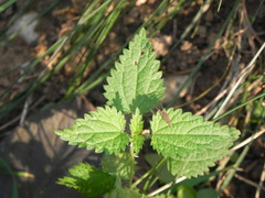Urtica dioica