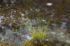 Carex loliacea