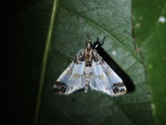 Analyta sigulalis
