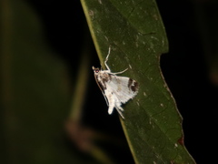 Analyta sigulalis