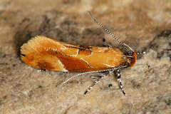 Epicallima formosella