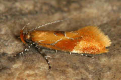 Epicallima formosella