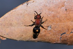 Odontomutilla uranioides