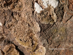 Anaptychia runcinata