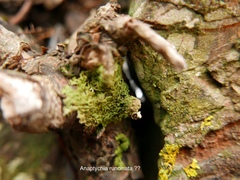 Anaptychia runcinata