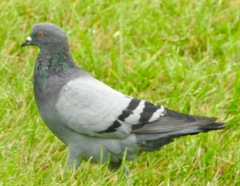 Columba livia domestica