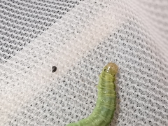 Cacoecimorpha pronubana