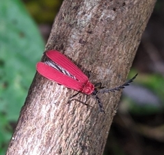 Dictyoptera