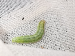 Cacoecimorpha pronubana