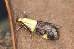 Oecophora bractella