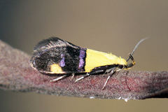 Oecophora bractella