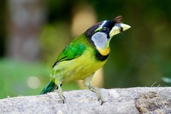 Psilopogon pyrolophus