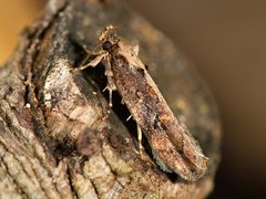 Atomotricha isogama