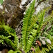 Northern Holly Fern - Photo (c) Martin Rader, some rights reserved (CC BY-NC), uploaded by Martin Rader