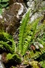 Northern Holly Fern - Photo (c) Martin Rader, some rights reserved (CC BY-NC), uploaded by Martin Rader