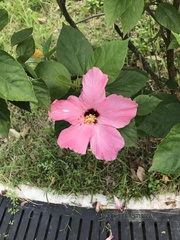 Hibiscus rosa-sinensis