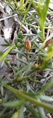 Cyanothamnus nanus nanus